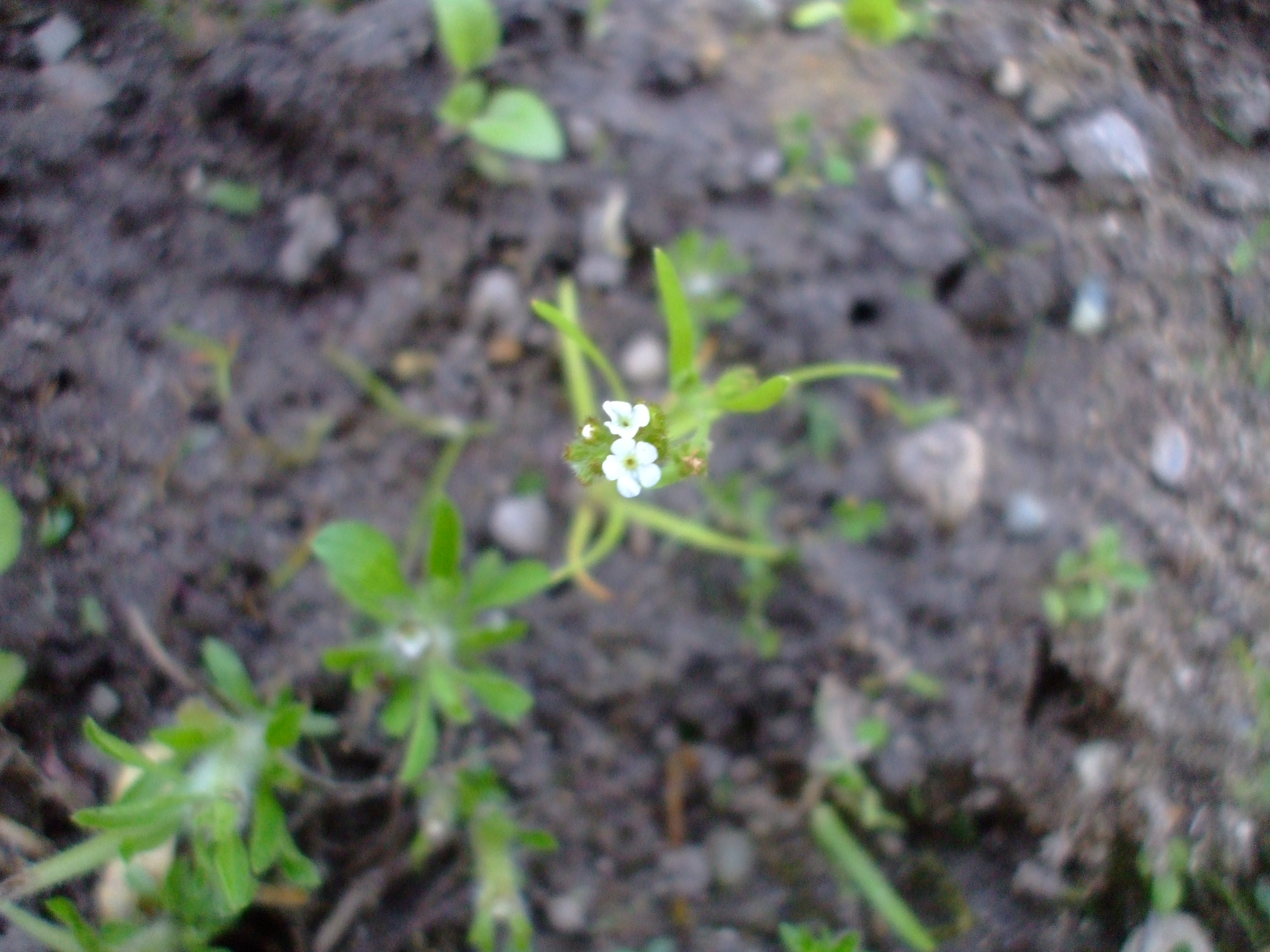 Plagiobothrys hispidulus